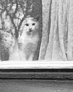 кіт у вікна.