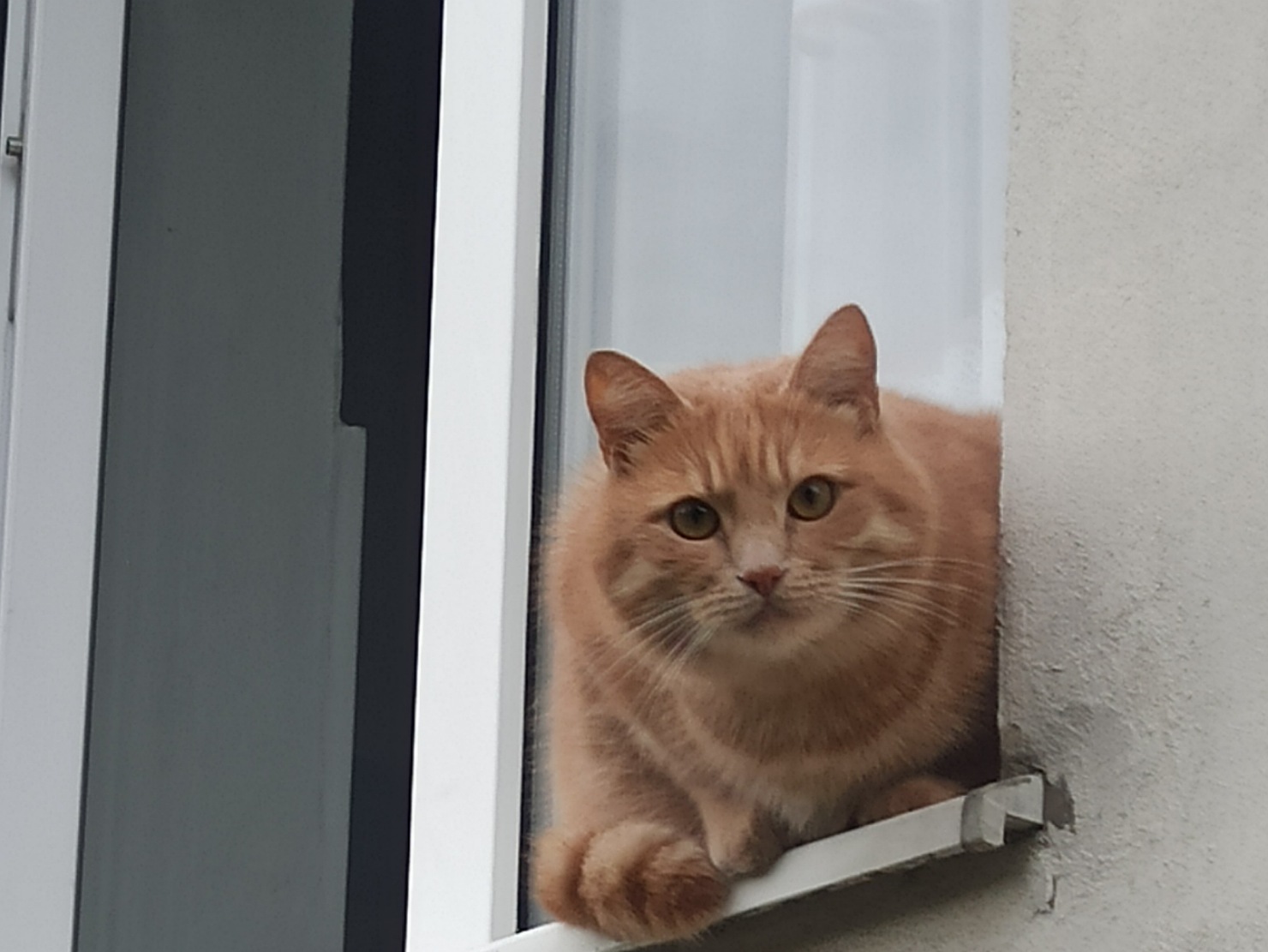 Котик