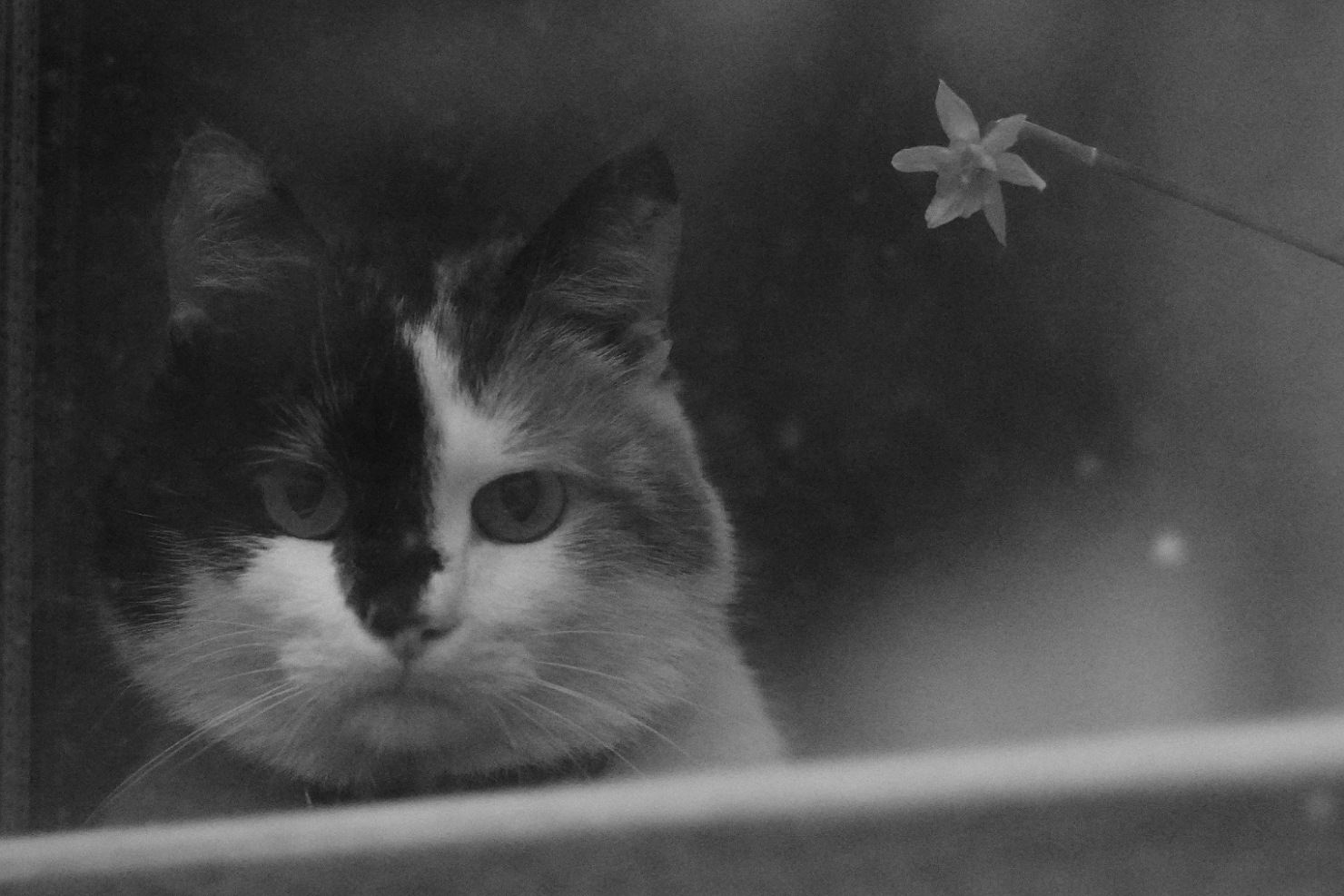 Котик котик у вікні