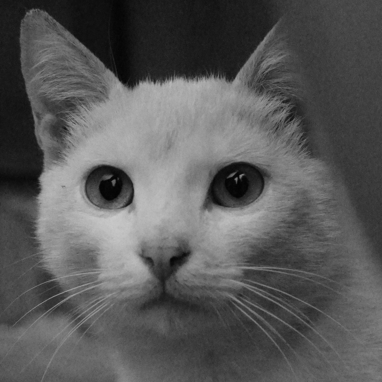 .Котик