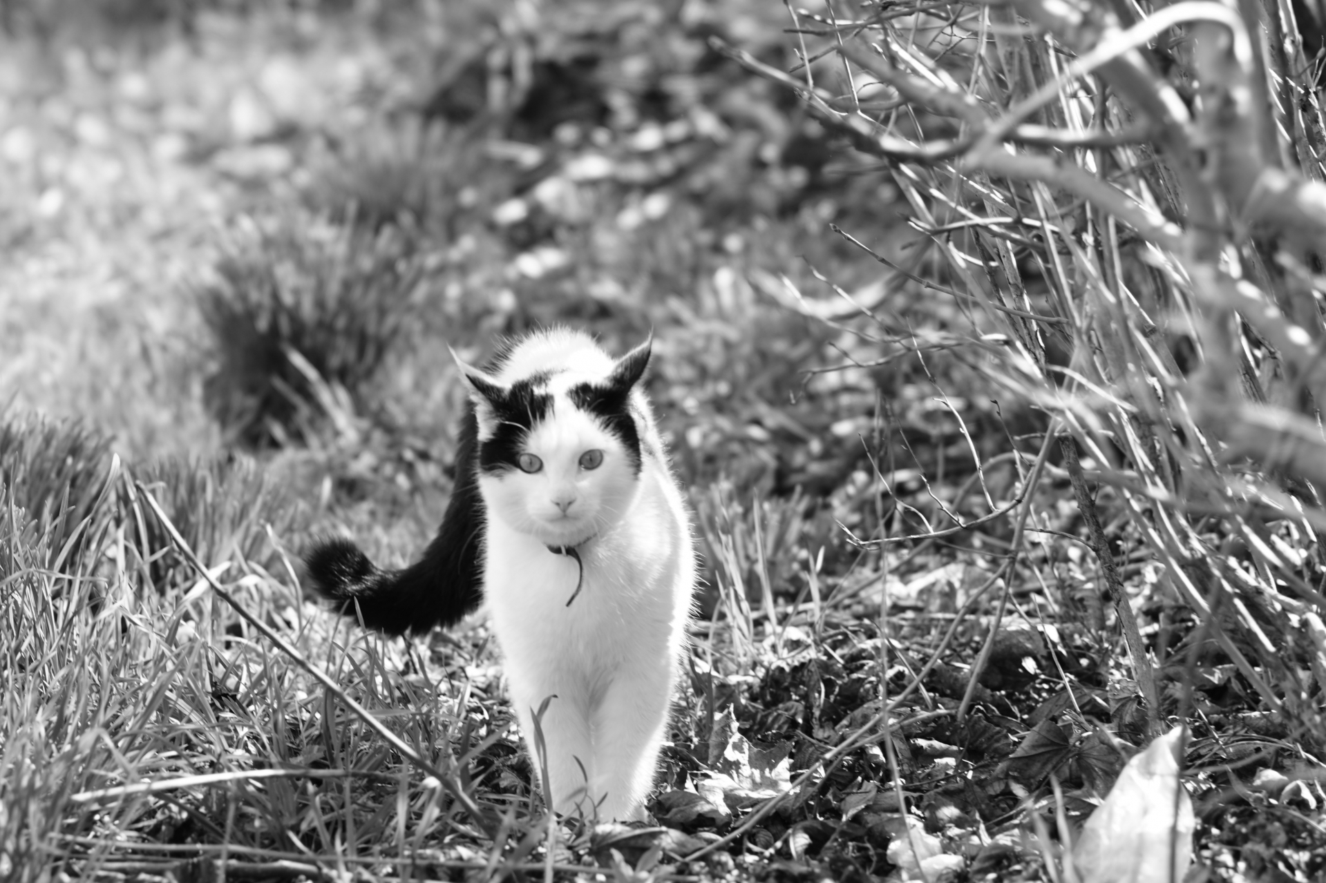 Котик гуляє кіт, сокаль