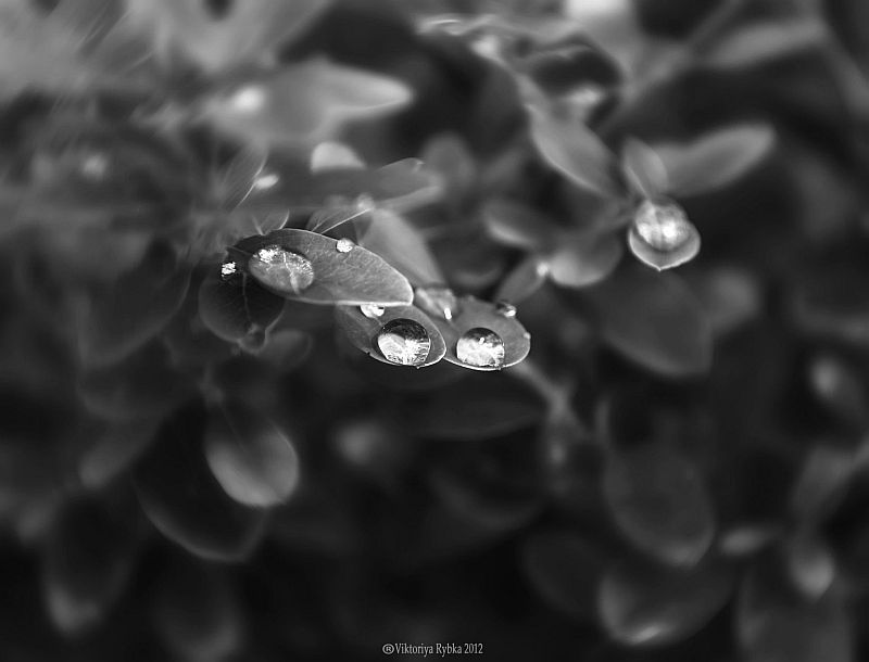 *** макро, капли, природа