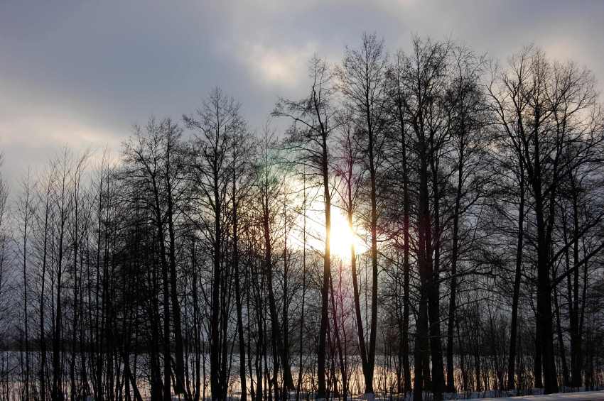 forest зима, природа, лес