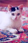PHOTO-CAT