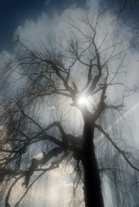 Contre-jour