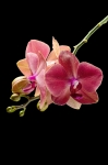 Відтінки орхідеї