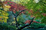 Золотая осень в Нарита, Япония