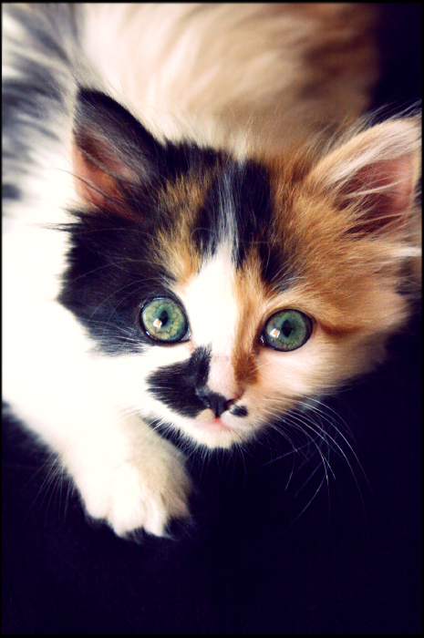 кот