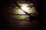 dark tree