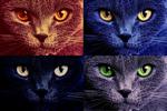 mad cat
