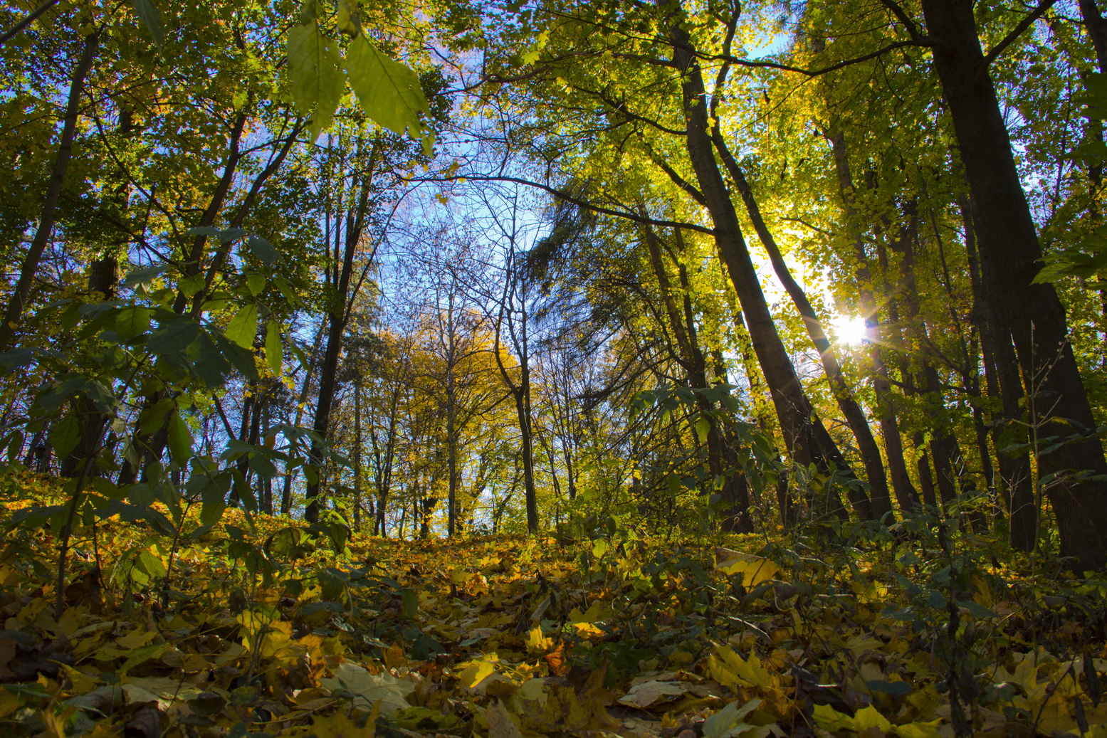 Закат в парке закат, осень, парк, лес, солце