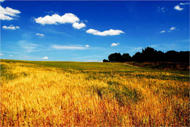 Украина облака, колосья, небо