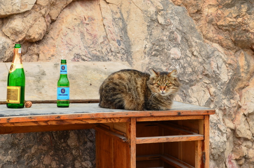 ...кот
