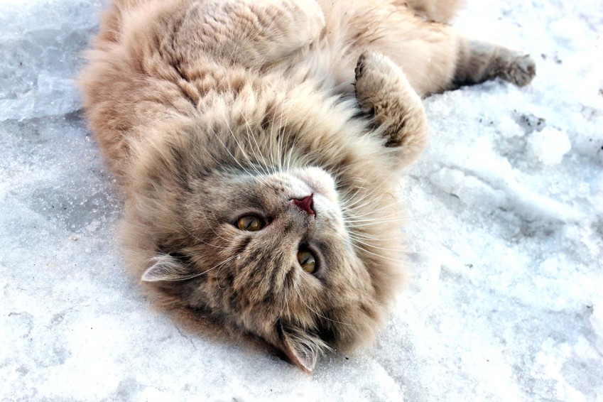 котяра