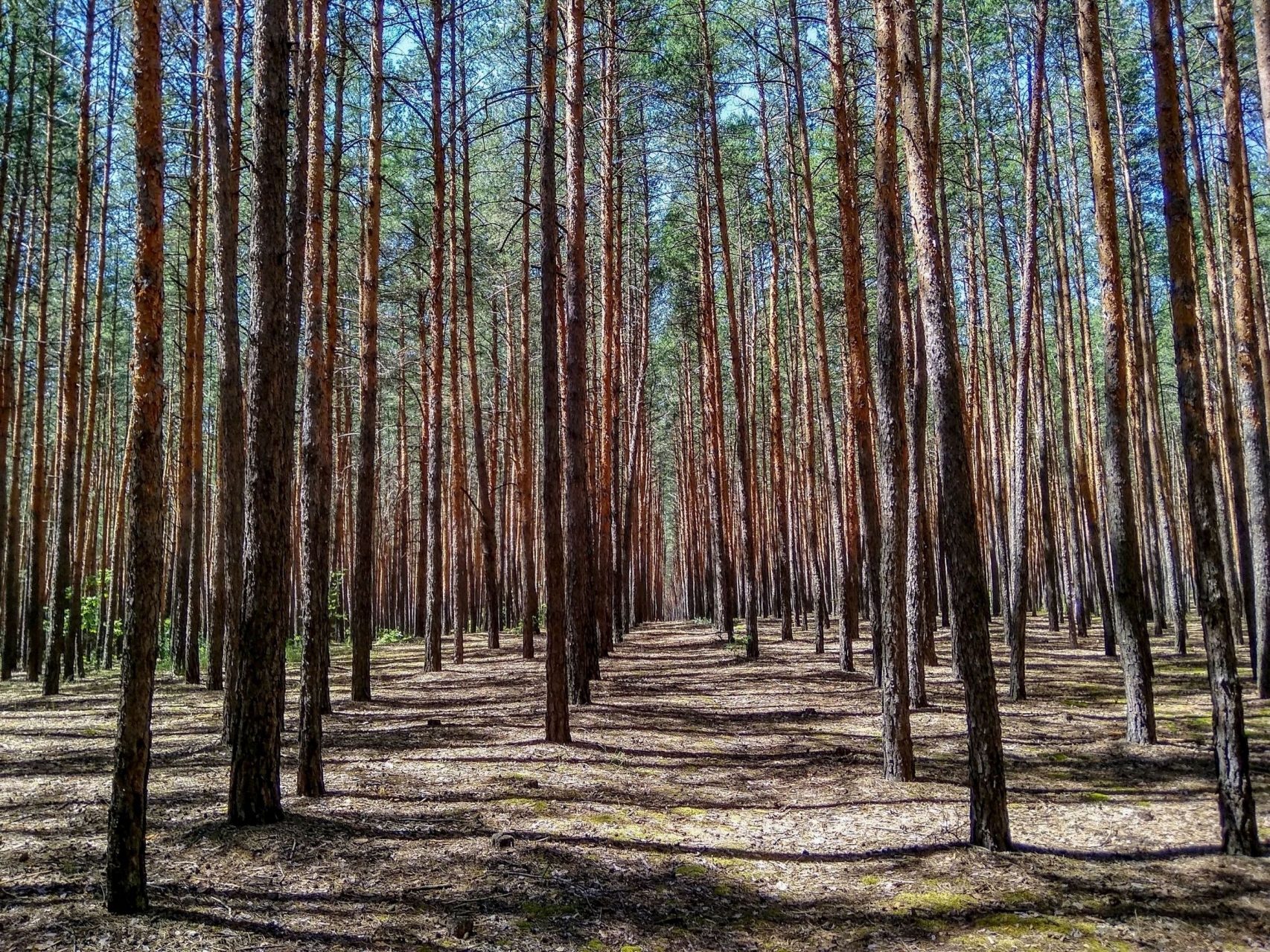 Струнки ряди хвойного лісу