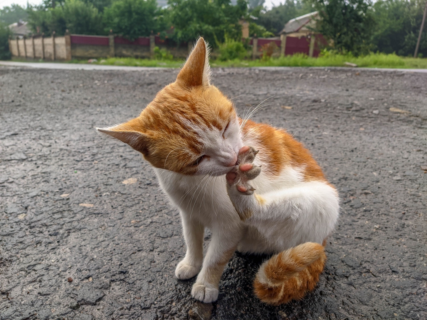 Чиста киця