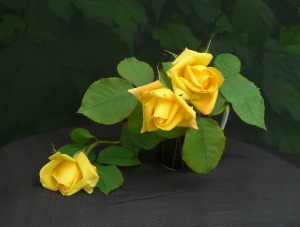 .....магия жёлтых роз...