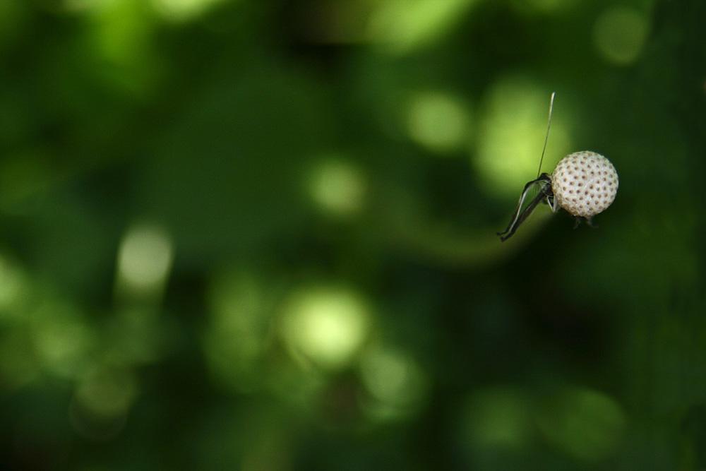 Sputnik