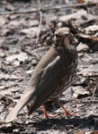   / Turdus philomelos