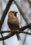   / Coccothraustes coccothraust