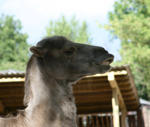 Zoo- 