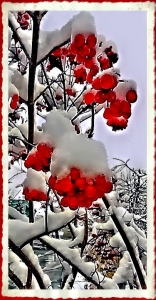 Ой у снігу наша червона калина...