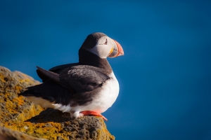 ,    (Fratercula arctica)