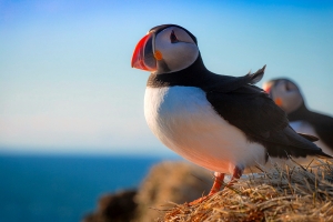   (Fratercula arctica)- 䳿