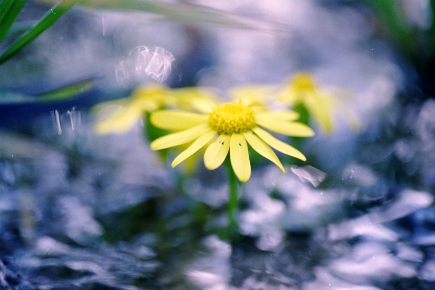 flower