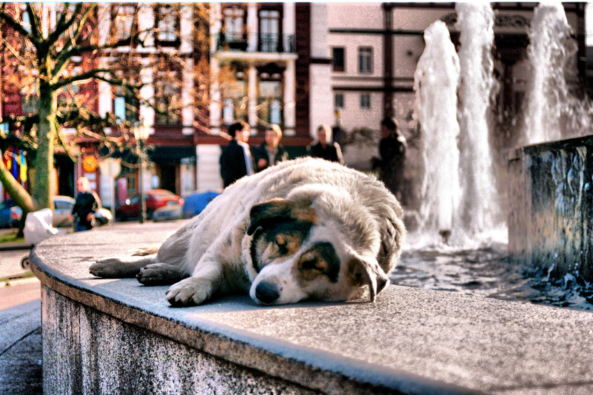 Satisfied dog