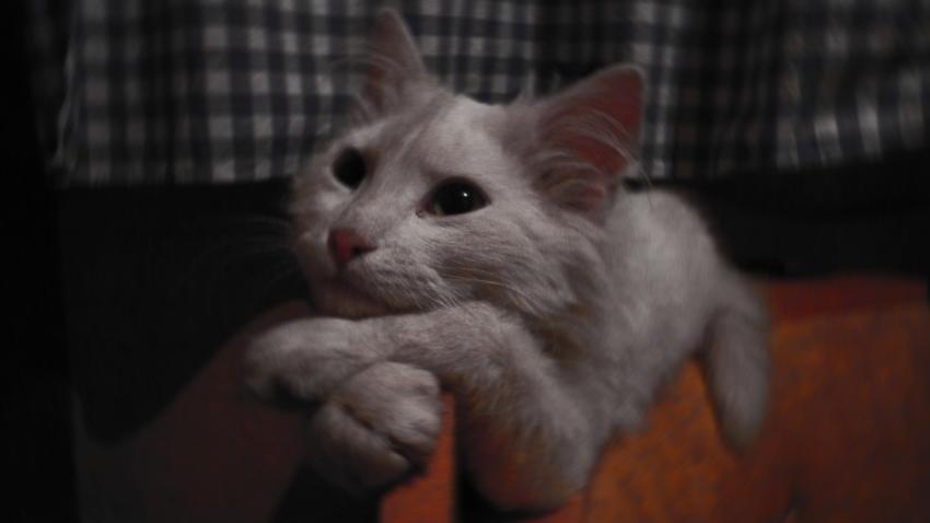 Nancy