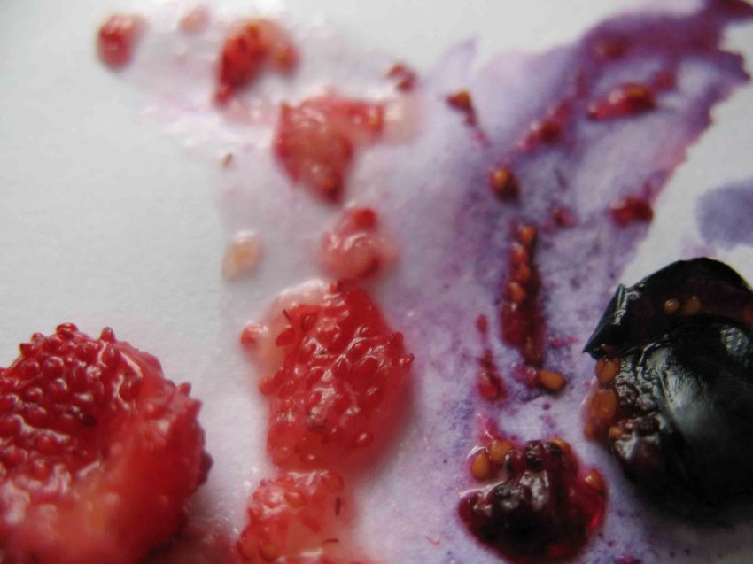 CrashBerry ягоды