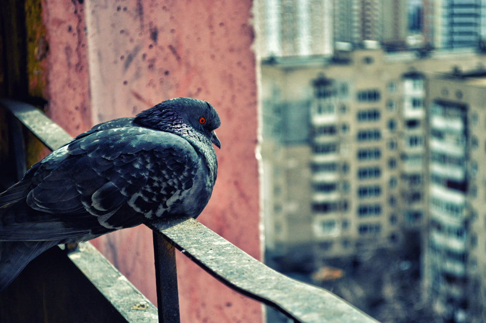 pigeon pigeon