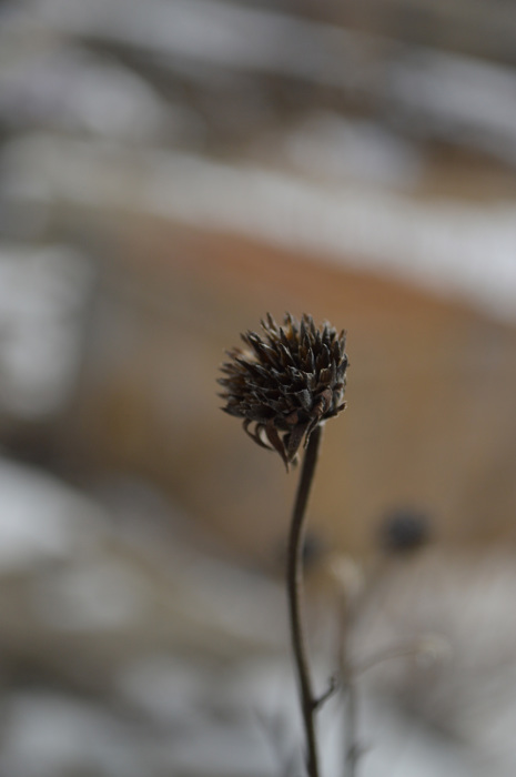 Dry Dream