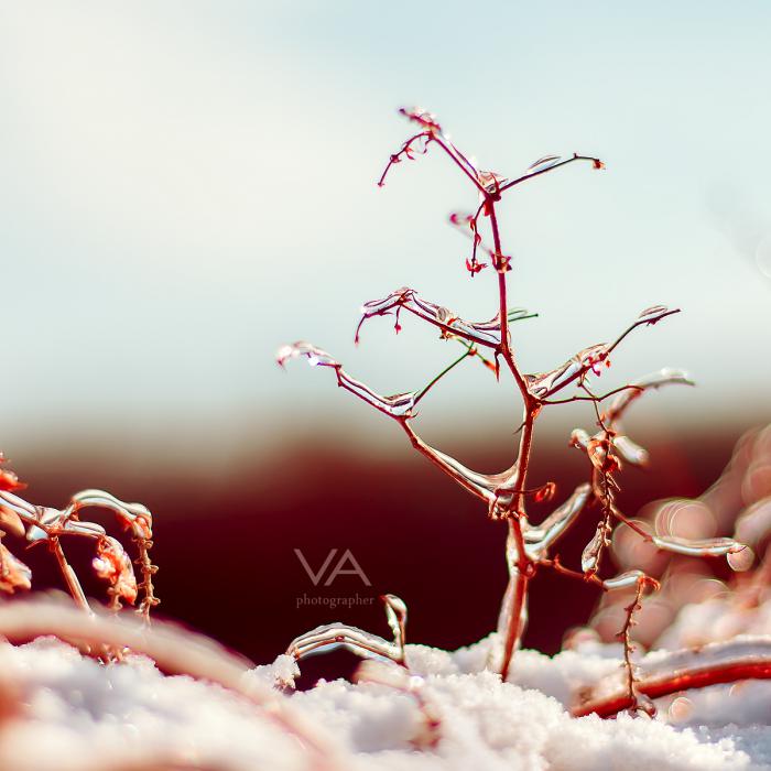 Sunny winter макро, зима, nature, природа, лед, macro, winter, ice