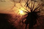 dandelion