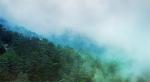 - Magic Woods -
