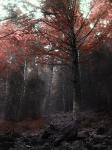 - Magic Woods -