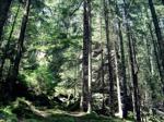 Carpathian forest