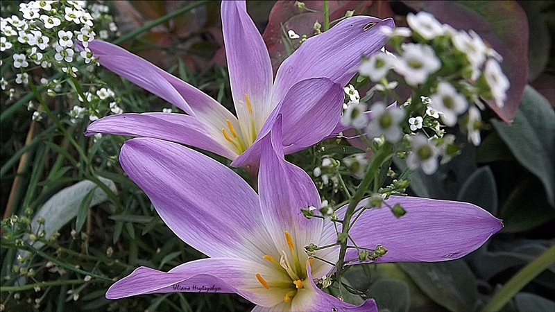 ...Flower