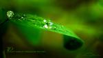 Plant world through my eyes
