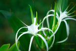 Plant world through my eyes