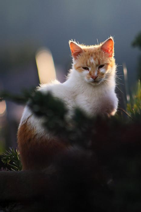 ... кот, солнце, контровый свет