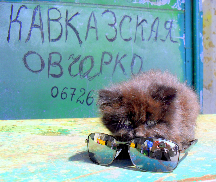 На "птичьем"рынке рынок, очки, котенок
