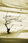 desert rose