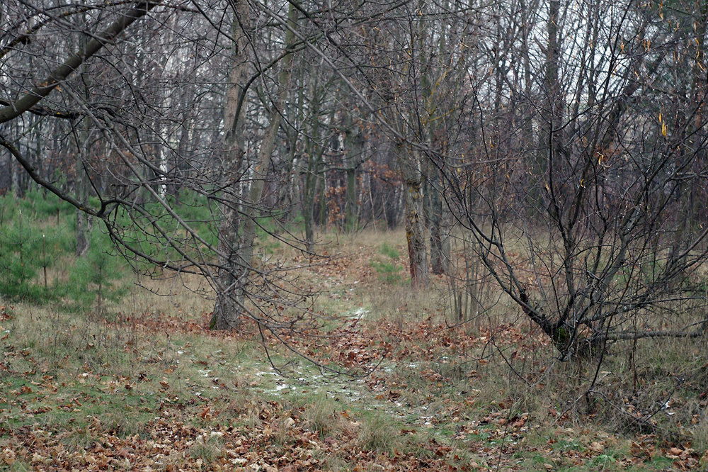 Осенний лес