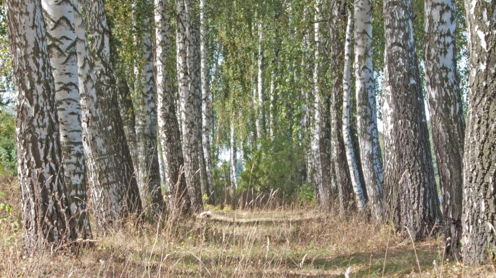 Берёзовая дорожка