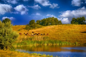 Rural landscape with herd of cows