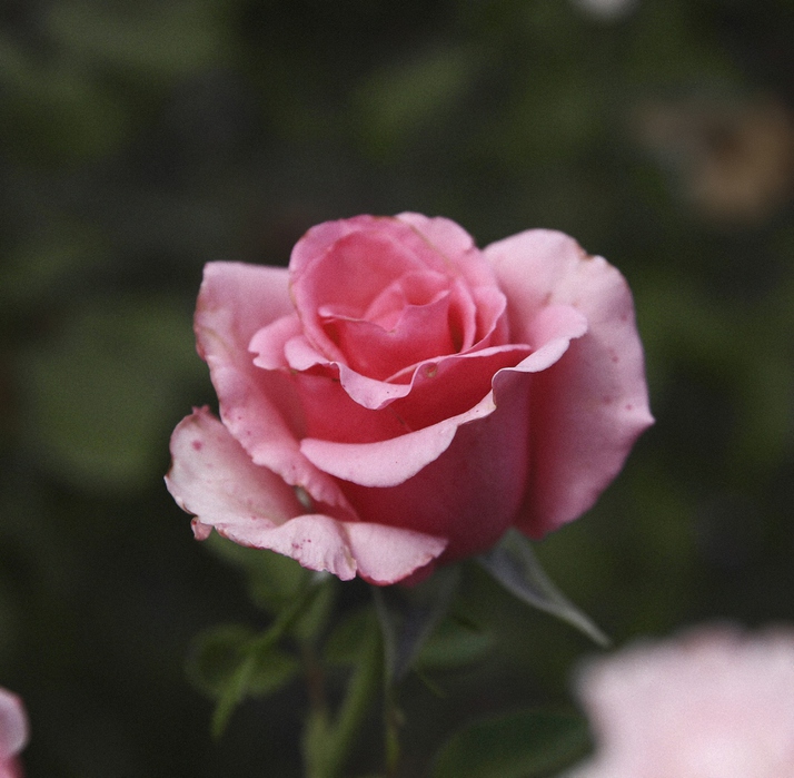 Single rose разное, природа