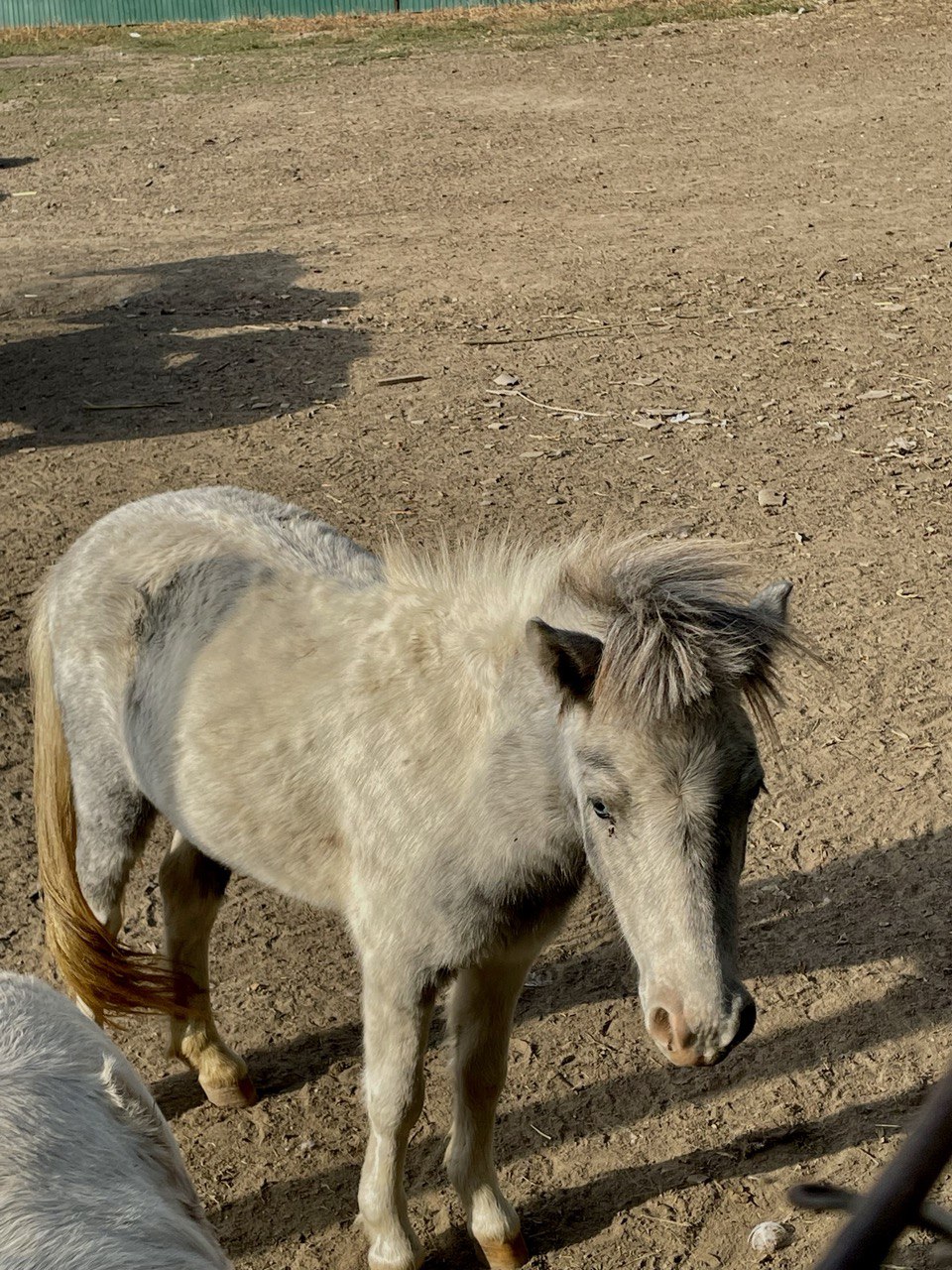 horse